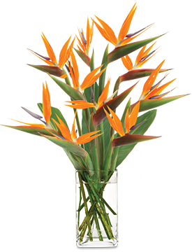 YOT OCT October's Bird of Paradise