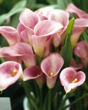 Miniature Calla Lily – Zantedeschia rehmannii, Z. spp.