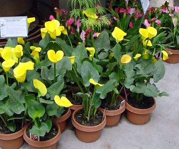 Calla Lily – Zantedeschia rehmannii, Z. aethiopica, Z. spp.