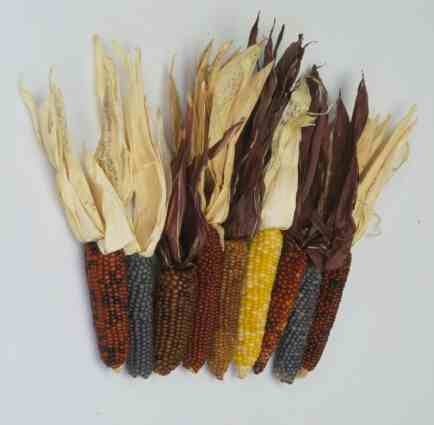 Corn – Zea mays