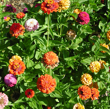 Zinnia – Zinnia elegans